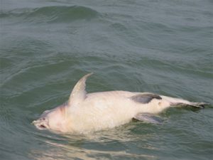 Dead fish in close proximity of the construction site, April 2016. Photo provided by Dr Andrea Haefner.
