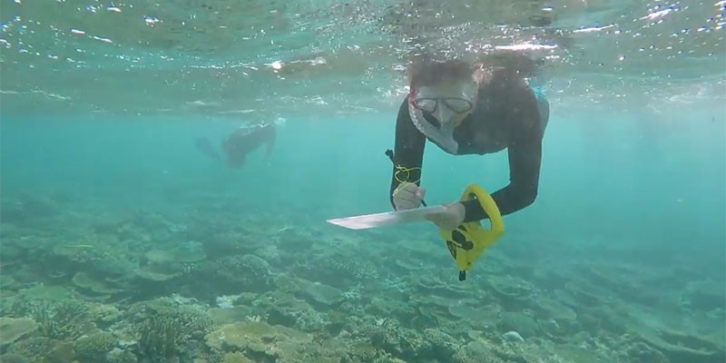 A person is snorkelling below the surface of the water. They are taking measurements and writing on a pad.