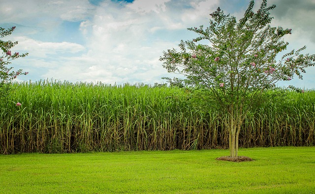 sugar cane field with large tree in front